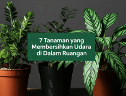 7 Tanaman yang Membersihkan Udara di Dalam Ruangan