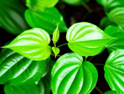 Manfaat Daun Sirih bagi Kesehatan